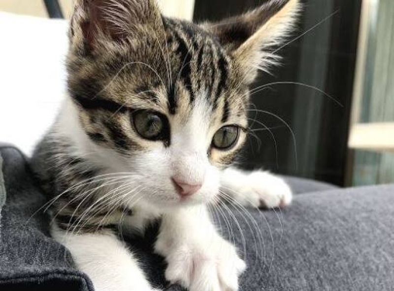 Tekir Kedi, Kedi  Luna fotoğrafı