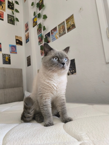 British Shorthair, Kedi  Mochi fotoğrafı
