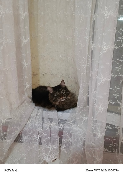 Norwegian Forest, Kedi  Odin fotoğrafı
