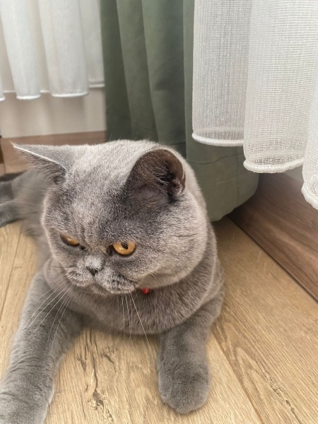 British Longhair, Kedi  Manga fotoğrafı
