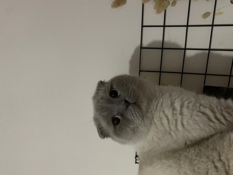 Scottish Fold, Kedi  Aris fotoğrafı