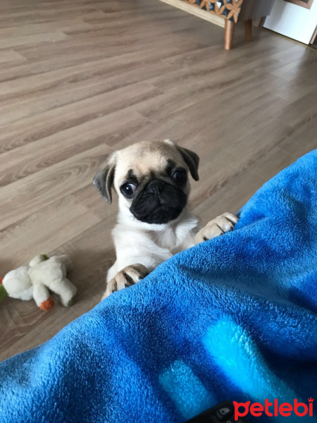 Pug, Köpek  Rıfkı  fotoğrafı