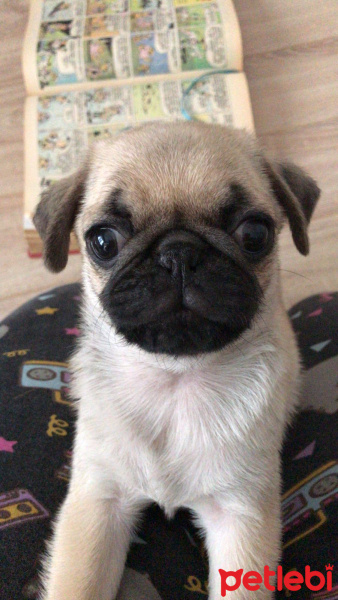 Pug, Köpek  Rıfkı  fotoğrafı