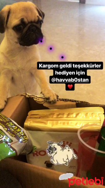 Pug, Köpek  Rıfkı  fotoğrafı