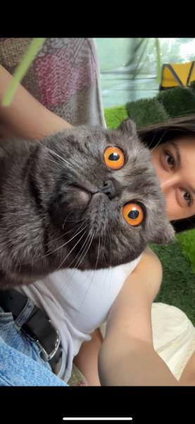 Scottish Fold, Kedi  Shadow fotoğrafı