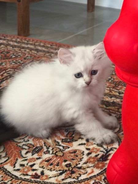 British Longhair, Kedi  Pamuk fotoğrafı