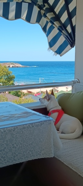 Jack Russell Terrier, Köpek  Odin fotoğrafı