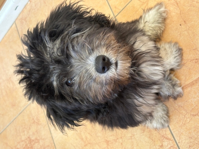 Maltese, Köpek  Kömür fotoğrafı