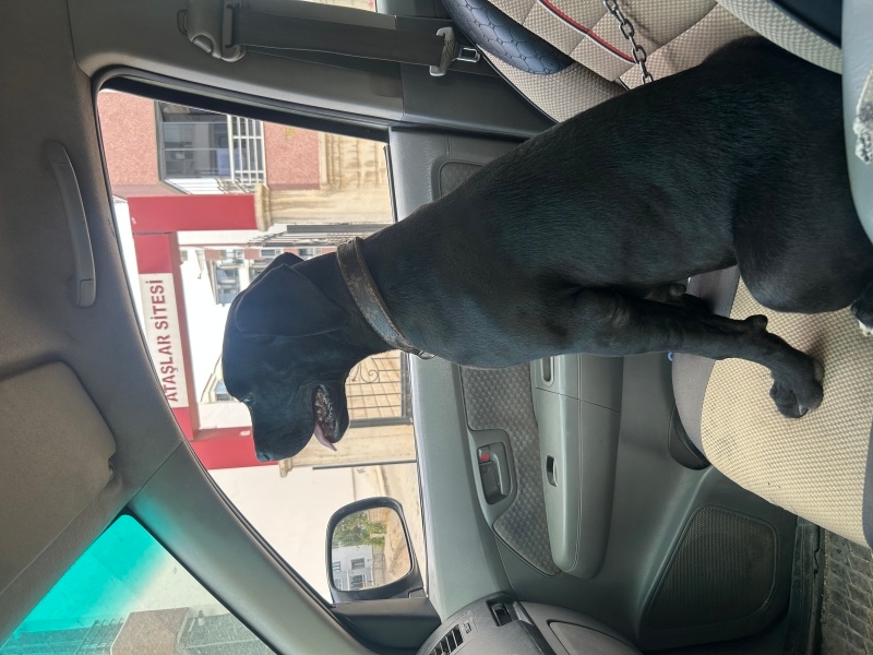 Presa Canario, Köpek  Pars fotoğrafı