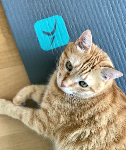 Sarman, Kedi  Porti fotoğrafı