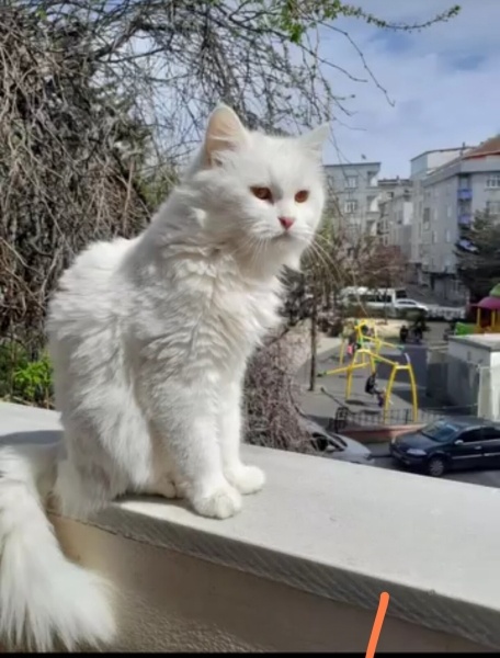 Ankara Kedisi, Kedi  mecburiyetten kızımızı ücretsiz sahiplendiriyoruz fotoğrafı