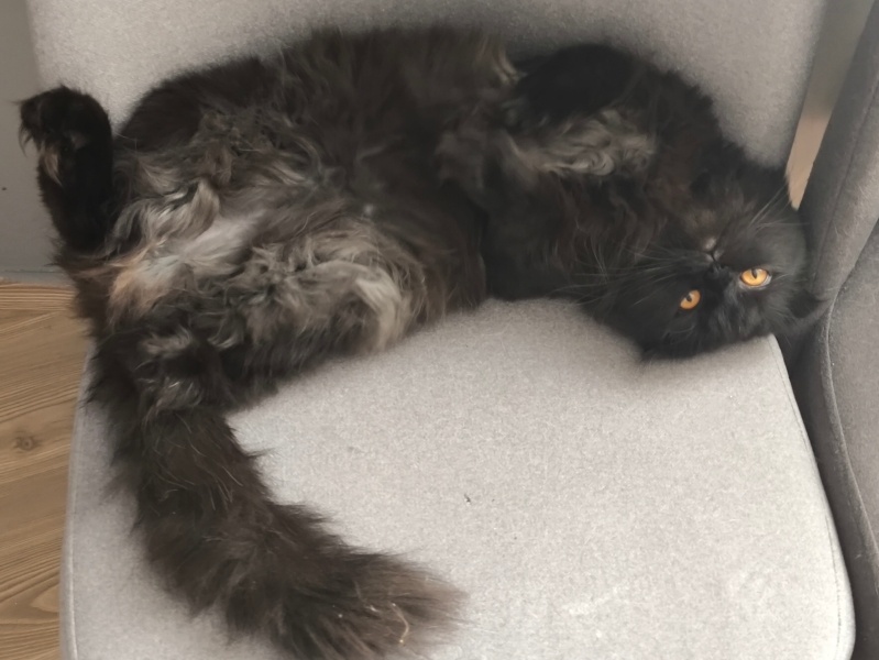 Scottish Fold, Kedi  kendisine ücretsiz yuva arıyoruz fotoğrafı