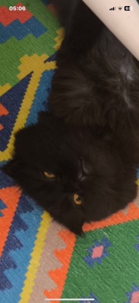 Scottish Fold, Kedi  kendisine ücretsiz yuva arıyoruz fotoğrafı