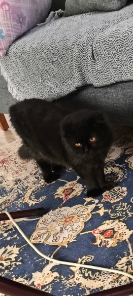 Scottish Fold, Kedi  kendisine ücretsiz yuva arıyoruz fotoğrafı