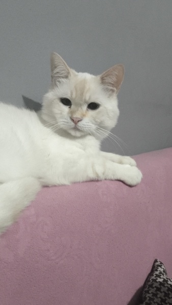 Ankara Kedisi, Kedi  kücük oğlumuza sıcak bi yuva arıyoruz fotoğrafı