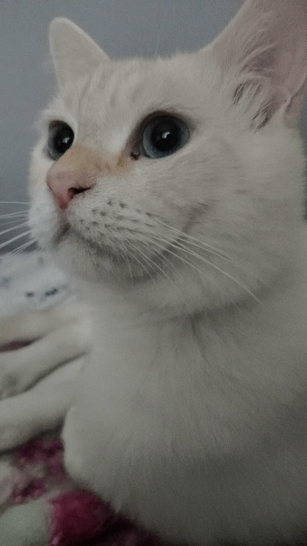 Ankara Kedisi, Kedi  kücük oğlumuza sıcak bi yuva arıyoruz fotoğrafı