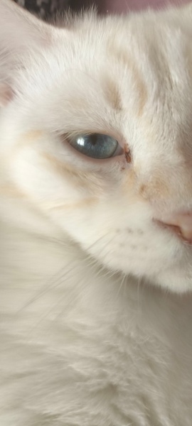 Ankara Kedisi, Kedi  kücük oğlumuza sıcak bi yuva arıyoruz fotoğrafı