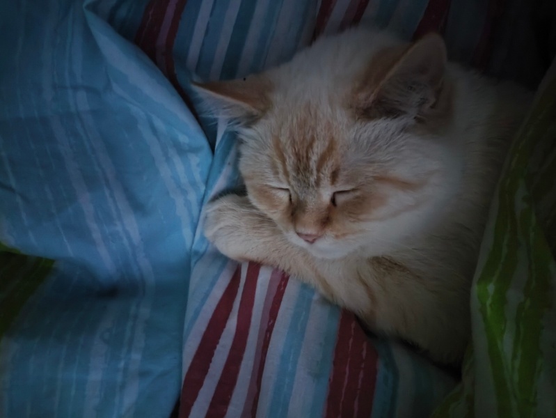 Ankara Kedisi, Kedi  kücük oğlumuza sıcak bi yuva arıyoruz fotoğrafı