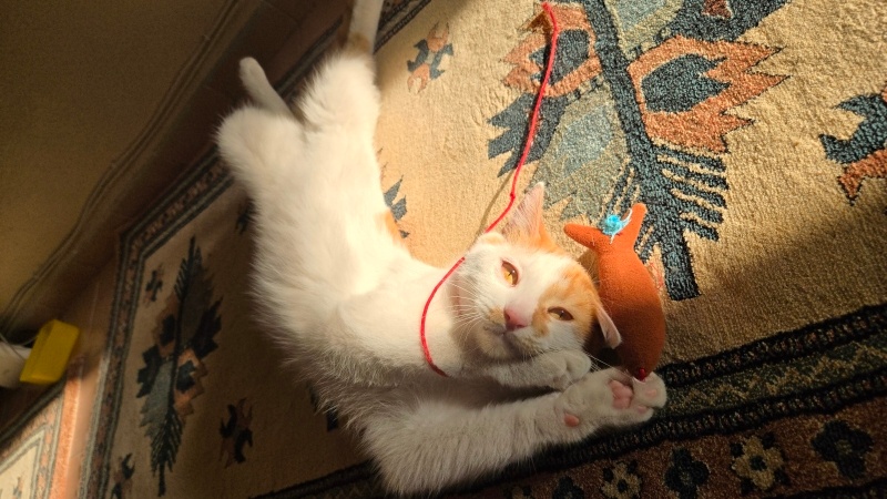 Tekir Kedi, Kedi  Nemo fotoğrafı