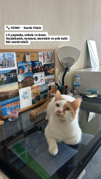 Tekir Kedi, Kedi  Nemo fotoğrafı