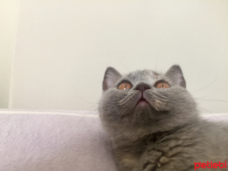 British Shorthair, Kedi  İrmik fotoğrafı