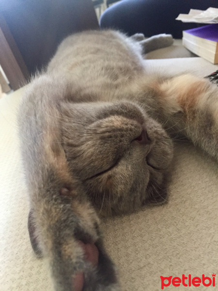 British Shorthair, Kedi  İrmik fotoğrafı