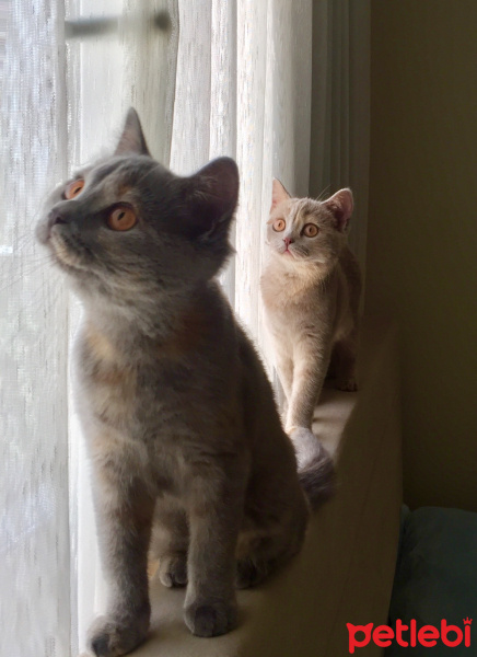British Shorthair, Kedi  İrmik fotoğrafı
