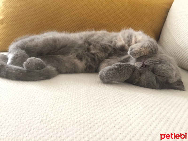 British Shorthair, Kedi  İrmik fotoğrafı