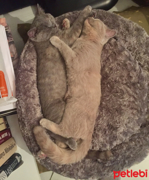 British Shorthair, Kedi  İrmik fotoğrafı