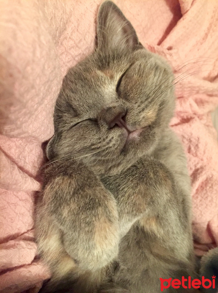 British Shorthair, Kedi  İrmik fotoğrafı