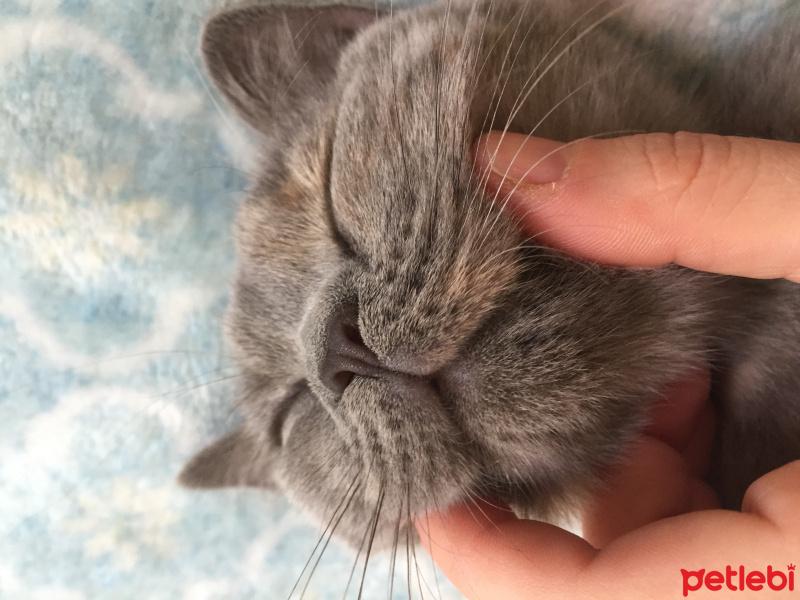 British Shorthair, Kedi  İrmik fotoğrafı