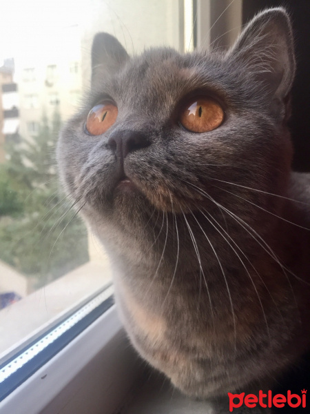 British Shorthair, Kedi  İrmik fotoğrafı