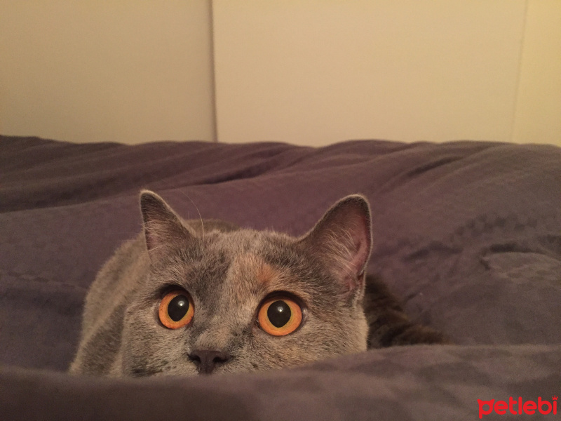 British Shorthair, Kedi  İrmik fotoğrafı
