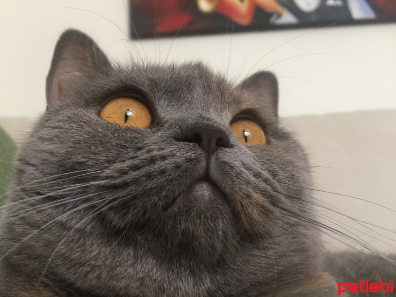British Shorthair, Kedi  İrmik fotoğrafı