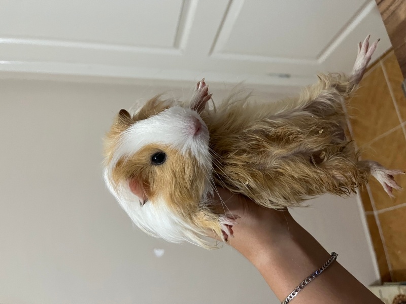 Guinea Pig, Kemirgen  Phoenix fotoğrafı