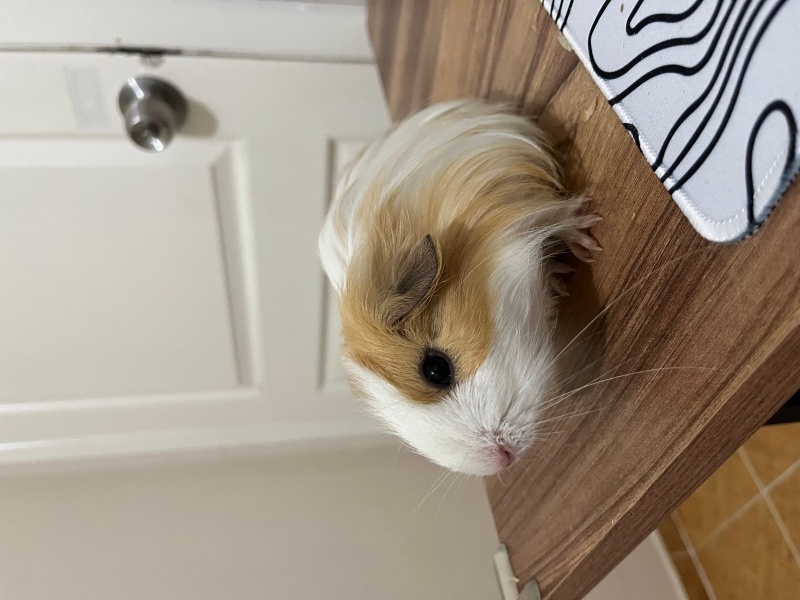 Guinea Pig, Kemirgen  Phoenix fotoğrafı