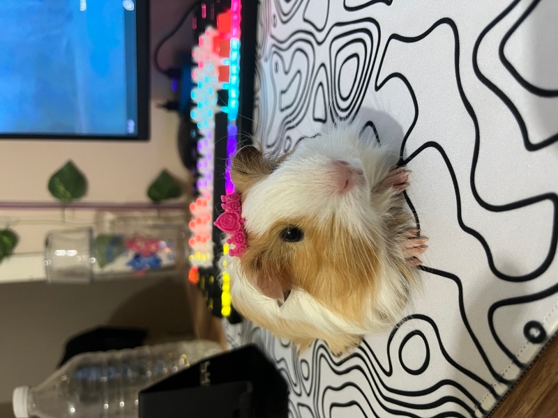 Guinea Pig, Kemirgen  Phoenix fotoğrafı