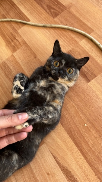 British Longhair, Kedi  Benekli fotoğrafı