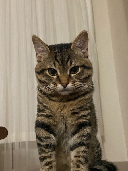 Tekir Kedi, Kedi  Köfte fotoğrafı