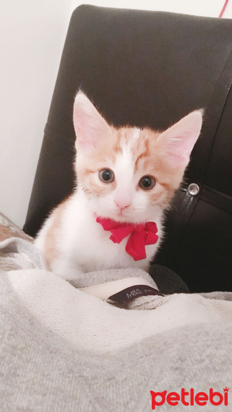 Tekir Kedi, Kedi  TARÇIN fotoğrafı
