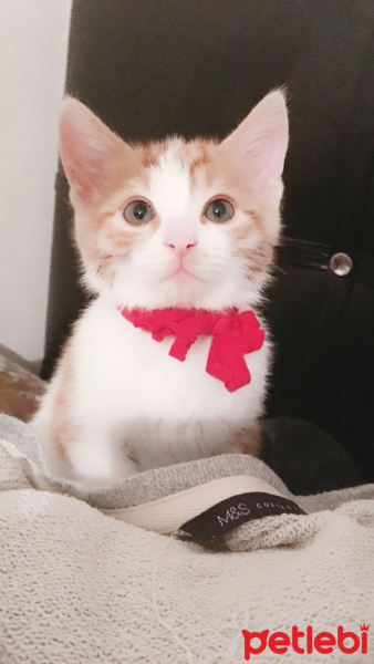 Tekir Kedi, Kedi  TARÇIN fotoğrafı
