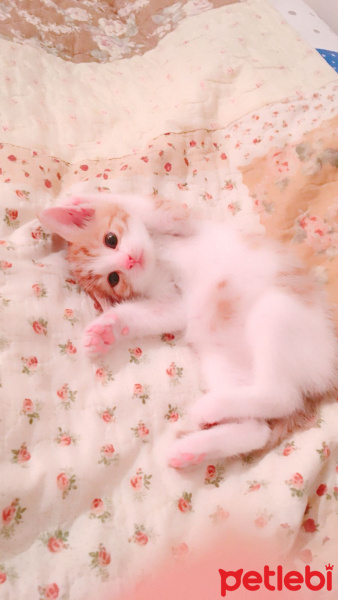 Tekir Kedi, Kedi  TARÇIN fotoğrafı