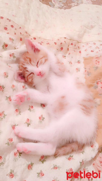 Tekir Kedi, Kedi  TARÇIN fotoğrafı