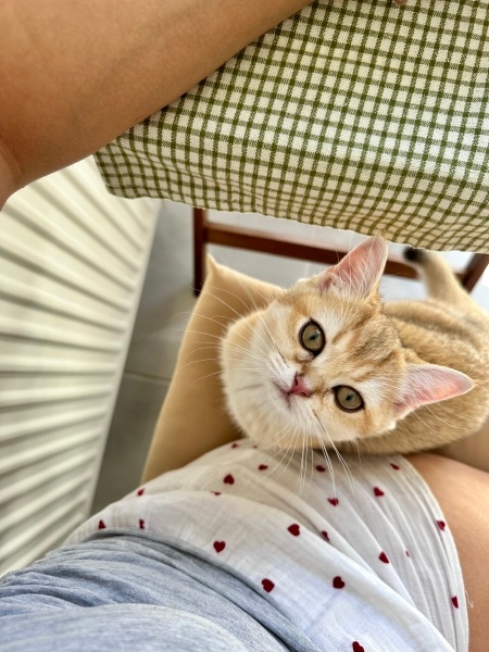 British Shorthair, Kedi  Sütlü fotoğrafı