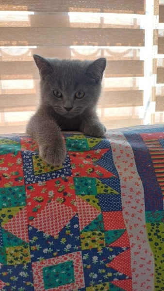 British Shorthair, Kedi  Miki fotoğrafı