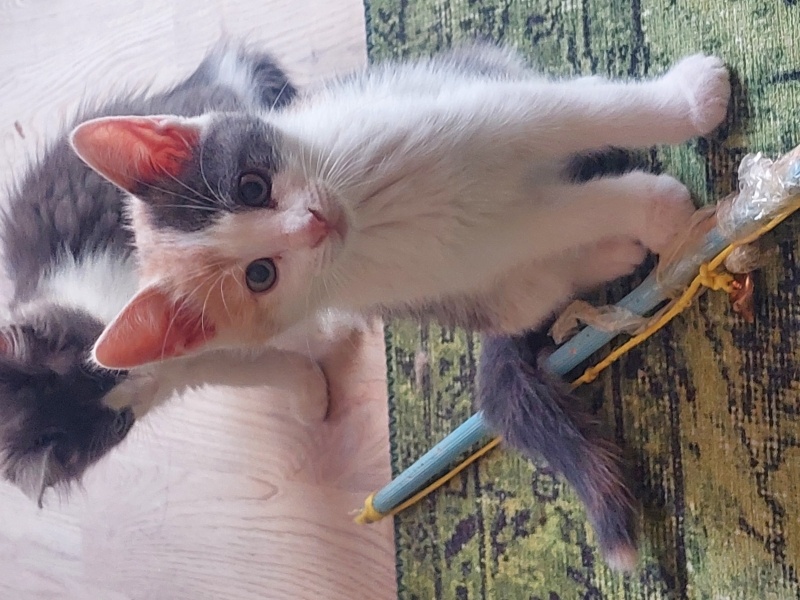 Tekir Kedi, Kedi  Mimi fotoğrafı