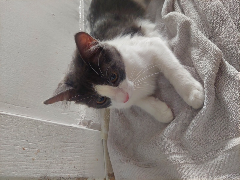 Tuxedo (Smokin) Kedi, Kedi  Ceku fotoğrafı