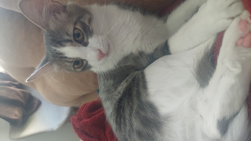 Tekir Kedi, Kedi  Zuko fotoğrafı