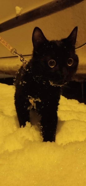 Bombay, Kedi  Arju fotoğrafı