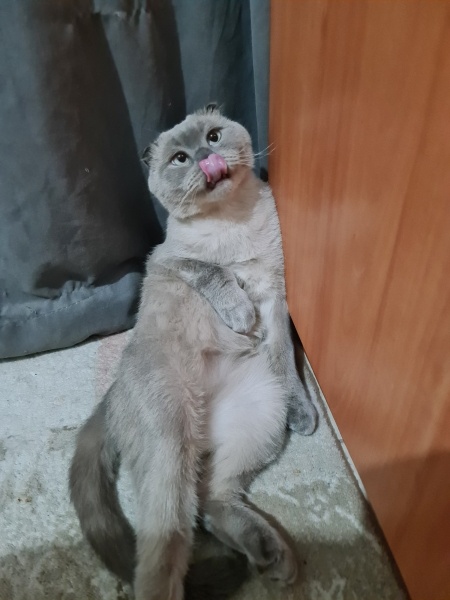 Scottish Fold, Kedi  Tombul yanak fotoğrafı